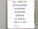 中文名:楤木雙尾蚜(1608-336)學名:Cavariella araliae Takahashi, 1921(1608-336)