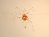 中文名:桃粉蚜(1937-182)學名:Hyalopterus pruni (Geoffroy, 1762)(1937-182)