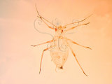 中文名:桃粉蚜(1937-184)學名:Hyalopterus pruni (Geoffroy, 1762)(1937-184)