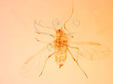 中文名:桃粉蚜(1937-184)學名:Hyalopterus pruni (Geoffroy, 1762)(1937-184)