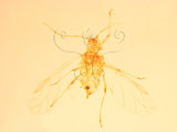 中文名:桃粉蚜(1937-184)學名:Hyalopterus pruni (Geoffroy, 1762)(1937-184)