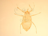 中文名:桃粉蚜(1937-190)學名:Hyalopterus pruni (Geoffroy, 1762)(1937-190)