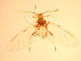 中文名:無肘脈蚜(1937-196)學名:Hysteroneura setariae (Thomas, 1878)(1937-196)