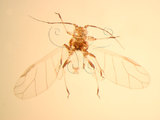 中文名:無肘脈蚜(1937-197)學名:Hysteroneura setariae (Thomas, 1878)(1937-197)