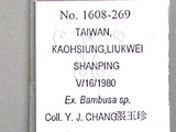 中文名:竹粉蚜(1608-269)學名:Melanaphis bambusae (Fullaway, 1910)(1608-269)中文別名:bamboo aphid
