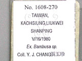 中文名:竹粉蚜(1608-270)學名:Melanaphis bambusae (Fullaway, 1910)(1608-270)中文別名:bamboo aphid