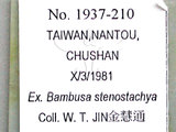 中文名:竹粉蚜(1937-210)學名:Melanaphis bambusae (Fullaway, 1910)(1937-210)中文別名:bamboo aphid