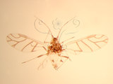 中文名:竹粉蚜(1937-210)學名:Melanaphis bambusae (Fullaway, 1910)(1937-210)中文別名:bamboo aphid