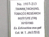 中文名:高粱蚜(1937-213)學名:Melanaphis sacchari (Zehntner, 1897)(1937-213)英文名:Sugarcane aphid