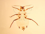 中文名:玉米蚜(1937-270)學名:Rhopalosiphum maidis (Fitch, 1855)(1937-270)英文名:corn aphid