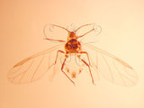 中文名:玉米蚜(1937-271)學名:Rhopalosiphum maidis (Fitch, 1855)(1937-271)英文名:corn aphid