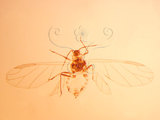 中文名:玉米蚜(1937-273)學名:Rhopalosiphum maidis (Fitch, 1855)(1937-273)英文名:corn aphid