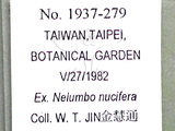 中文名:蓮薇蚜(1937-279)學名:Rhopalosiphum nymphaeae (Linnaeus, 1761)(1937-279)英文名:waterlily aphid