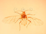 中文名:蓮薇蚜(1937-279)學名:Rhopalosiphum nymphaeae (Linnaeus, 1761)(1937-279)英文名:waterlily aphid