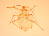 中文名:稻麥蚜(1937-287)學名:Rhopalosiphum padi (Linnaeus, 1758)(1937-287)英文名:Wheat aphid