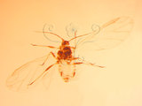 中文名:稻麥蚜(1937-287)學名:Rhopalosiphum padi (Linnaeus, 1758)(1937-287)英文名:Wheat aphid