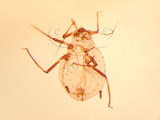 中文名:稻麥蚜(1608-297)學名:Rhopalosiphum padi (Linnaeus, 1758)(1608-297)英文名:Wheat aphid