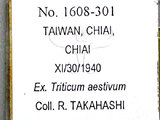 中文名:長毛角蚜(1608-301)學名:Rhopalosiphum rufiabdominalis (Sasaki, 1899)(1608-301)英文名:Rice root aphid