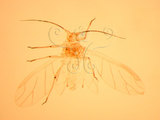 中文名:麥二叉蚜(1937-303)學名:Schizaphis graminum (Rondani, 1847)(1937-303)英文名:Greenbug
