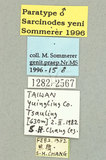 學名:Sarcinodes yeni Sommerer, 1996(1282-2567)