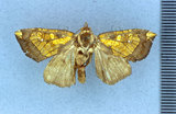 學名:Gortyna plumbitincta Hreblay & Ronkay, 1997(3874-1)英文名:Gortyna plumbitincta Hreblay & Ronkay, 1997