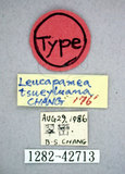 學名:Leucapamea tsueyluana Chang, 1991(1282-42713)