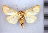 學名:Leucapamea tsueyluana Chang, 1991(1282-42713)英文名:Leucapamea tsueyluana Chang, 1991