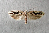 學名:Ethmia pseudozygospila Kun & Szaboky, 2000(3212-2)