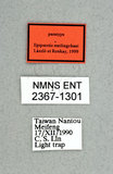ǦW:Epipsestis meilingchani Laszlo & Ronkay, 1999(2367-1301)