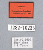 ǦW:Epipsestis meilingchani Laszlo & Ronkay, 1999(1282-10235)