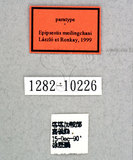 ǦW:Epipsestis meilingchani Laszlo & Ronkay, 1999(1282-10226)