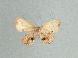 學名:Chaetoceras bimaculata Yen & Chen, 1997(1282-27338)