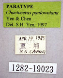 ǦW:Chaetoceras paulowniana Yen & Chen, 1997(1282-19023)