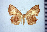 學名:Chaetoceras paulowniana Yen & Chen, 1997(1282-19023)