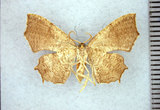 學名:Chaetoceras paulowniana Yen & Chen, 1997(1282-19164)