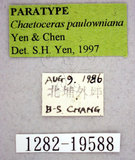 ǦW:Chaetoceras paulowniana Yen & Chen, 1997(1282-19588)