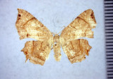 學名:Chaetoceras paulowniana Yen & Chen, 1997(1282-19588)