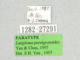 ǦW:Latiplema pernigratoides Yen & Chen, 1997(1282-27291)