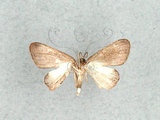 學名:Phazaca insulata Yen & Chen, 1997(1282-24874)