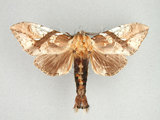中文名:著蕊尾舟蛾(1131-156)學名:Dudusa nobilis Walker, 1865(1131-156)中文別名:斜帶白斑舟蛾