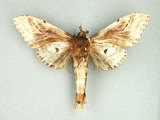 中文名:著蕊尾舟蛾(1131-142)學名:Dudusa nobilis Walker, 1865(1131-142)中文別名:斜帶白斑舟蛾