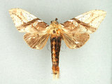 中文名:著蕊尾舟蛾(1131-142)學名:Dudusa nobilis Walker, 1865(1131-142)中文別名:斜帶白斑舟蛾