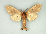 中文名:褐蕊尾舟蛾(3161-716)學名:Dudusa synopla Swinhoe, 1907(3161-716)中文別名:黃蕊尾舟蛾