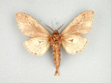 中文名:褐蕊尾舟蛾(1282-28502)學名:Dudusa synopla Swinhoe, 1907(1282-28502)中文別名:黃蕊尾舟蛾