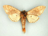 中文名:褐蕊尾舟蛾(1116-78)學名:Dudusa synopla Swinhoe, 1907(1116-78)中文別名:黃蕊尾舟蛾
