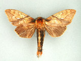 中文名:褐蕊尾舟蛾(1116-78)學名:Dudusa synopla Swinhoe, 1907(1116-78)中文別名:黃蕊尾舟蛾