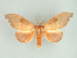 中文名:臺灣凹緣舟蛾(817-91)學名:Euhampsonia formosana (Matsumura, 1925)(817-91)中文別名:黃星凹緣舟蛾
