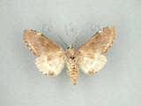 中文名:眉原紛舟蛾(1282-28593)學名:Fentonia baibarana Matsumura, 1929(1282-28593)中文別名:平紛舟蛾