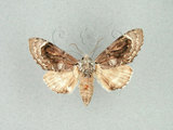 中文名:眉原紛舟蛾(1282-28593)學名:Fentonia baibarana Matsumura, 1929(1282-28593)中文別名:平紛舟蛾