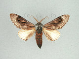 中文名:眉原紛舟蛾(1282-28674)學名:Fentonia baibarana Matsumura, 1929(1282-28674)中文別名:平紛舟蛾